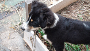Twizzler gardening at 16 weeks